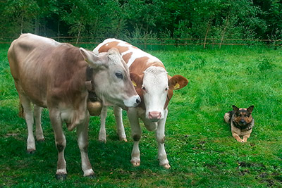 Viehhaltung am Hofschank Bachwiesl Hof